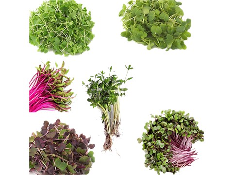fresho! Exotic Microgreens Combo, 50 g