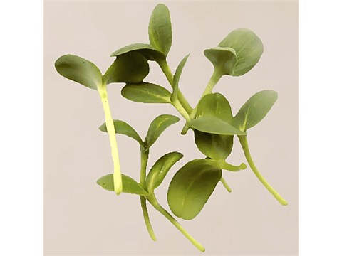 fresho! Sunflower Microgreens, 50 g