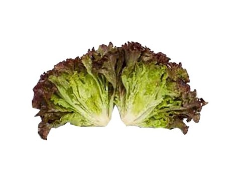 fresho! Hydroponics Lettuce - Batavia, 100 g