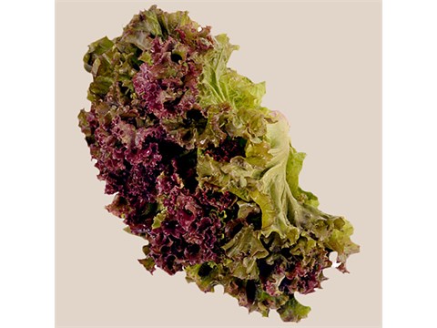 fresho! Lollo Rossa, 100 g