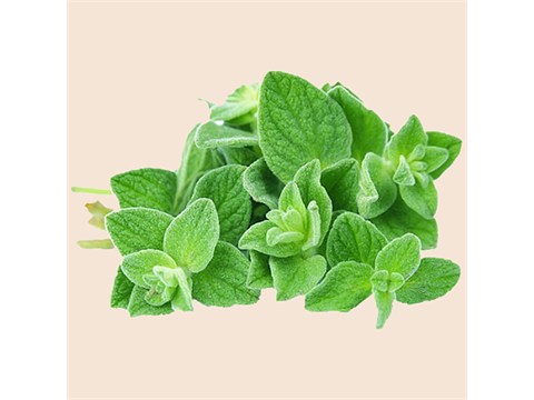 fresho! Oregano, 10 g