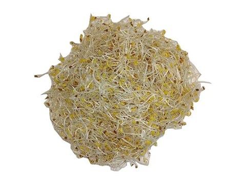 Trikaya Alfalfa Sprouts, 1 pc