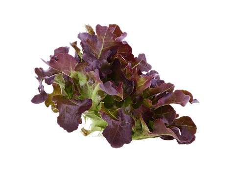 fresho! Lettuce - Cherokee, Hydroponically Grown, Red, 100 - 125 g