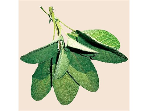 fresho! Sage, 10 g