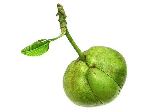 fresho! Elephant Apple/Chalta, 500 g