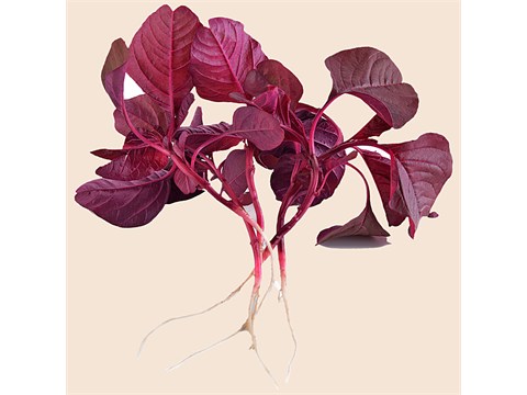 fresho! Amaranthus - With Roots, 250 g
