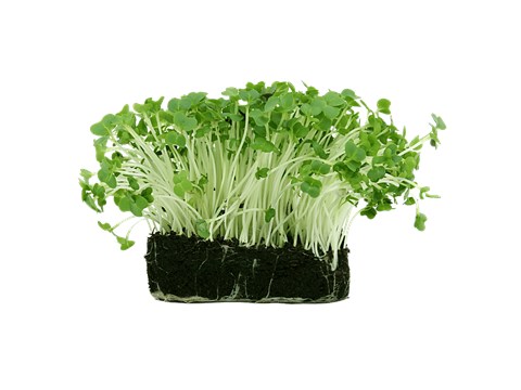 fresho! Mustard Microgreen, 50 g