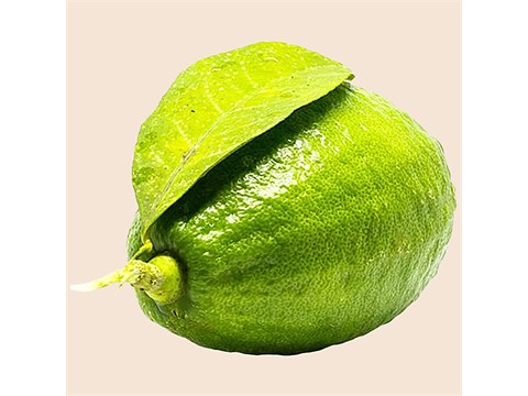 fresho! Kaji Lemon, 6 pc