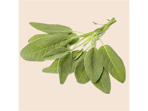 fresho! Sage, 50 g