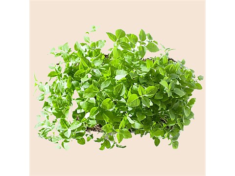 fresho! Broccoli Microgreens, 50 g
