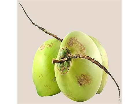 fresho! Tender Coconut - Organic, Premium, Institutional, 1 pc